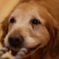 20130803dogs-002