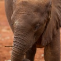 20120703elephant-002