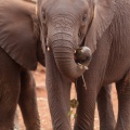20120703elephant-035