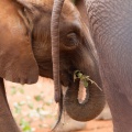 20120703elephant-036