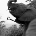 20120703elephant-052