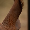 20120703elephant-058