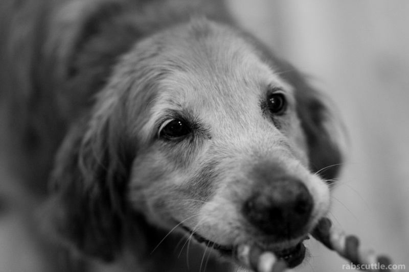 20130803dogs-001