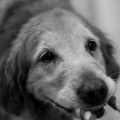 20130803dogs-001